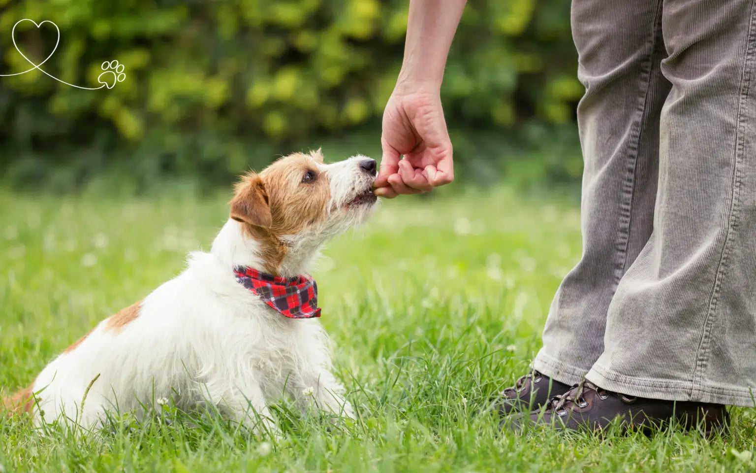 The Power of Positive Reinforcement