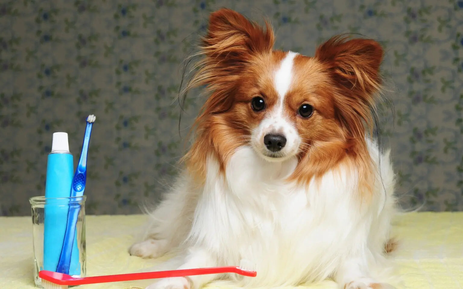 Dental Care for Dogs