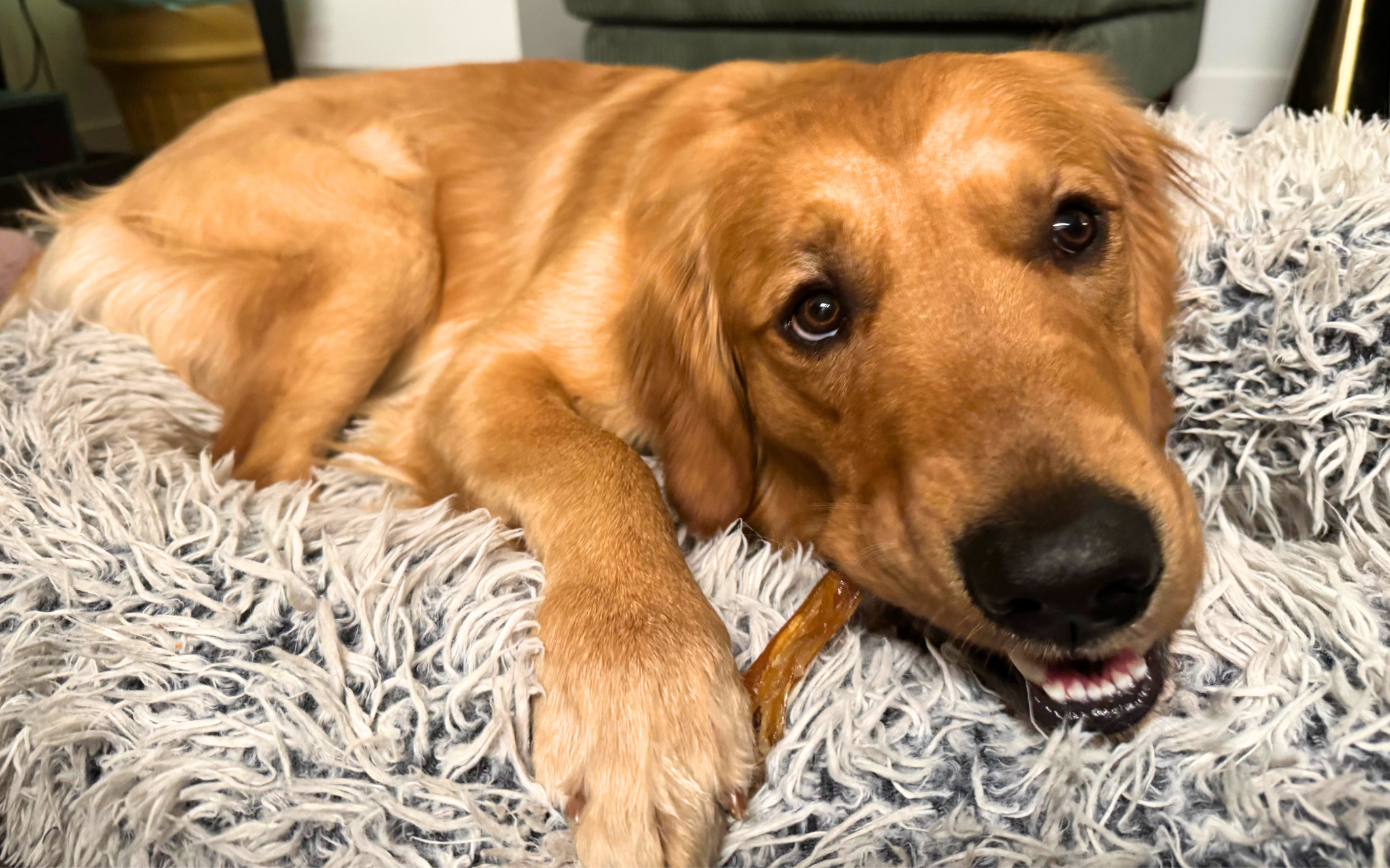 The Best Dog Chews for Dental Health (Part 1)