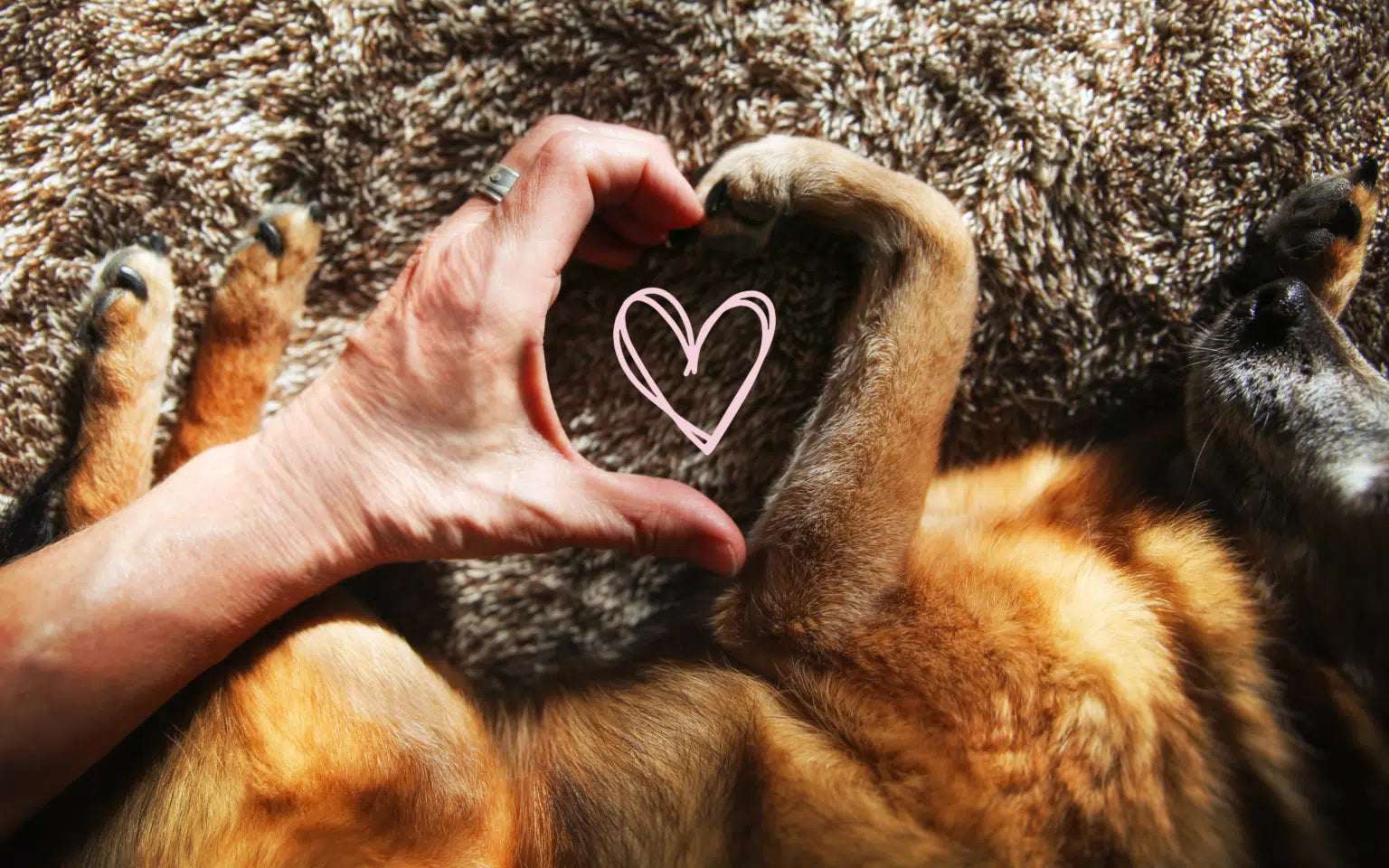 Dog Body Language & Behaviour: 10 Signs Your Dog Loves You