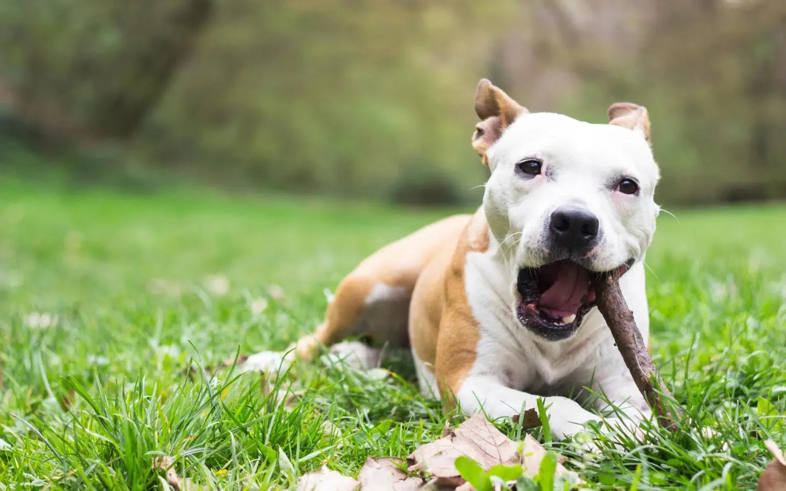 Dog Chewing - Health Benefits and Importance