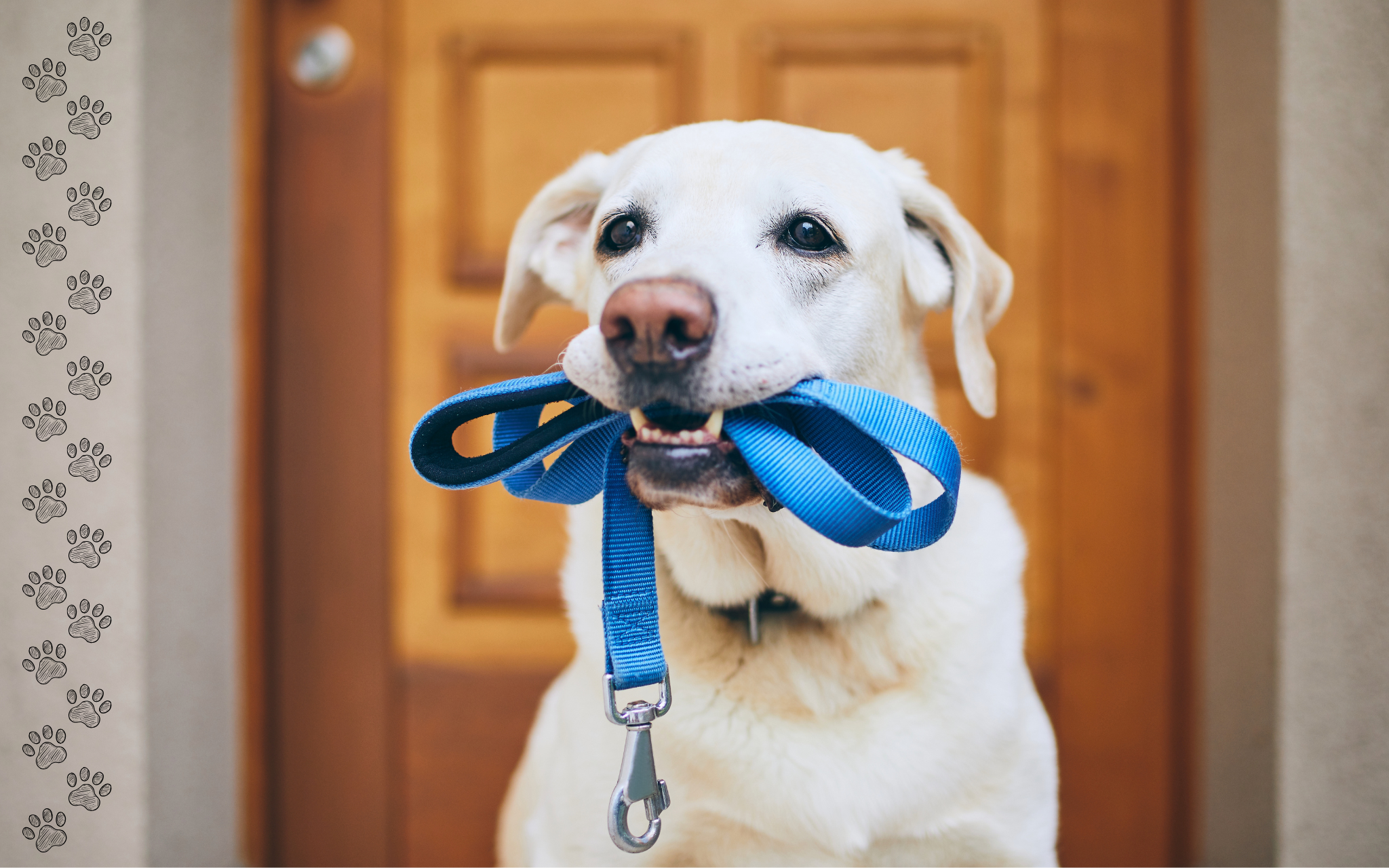5 Simple Ways to Make Walks More Fun for Your Dog