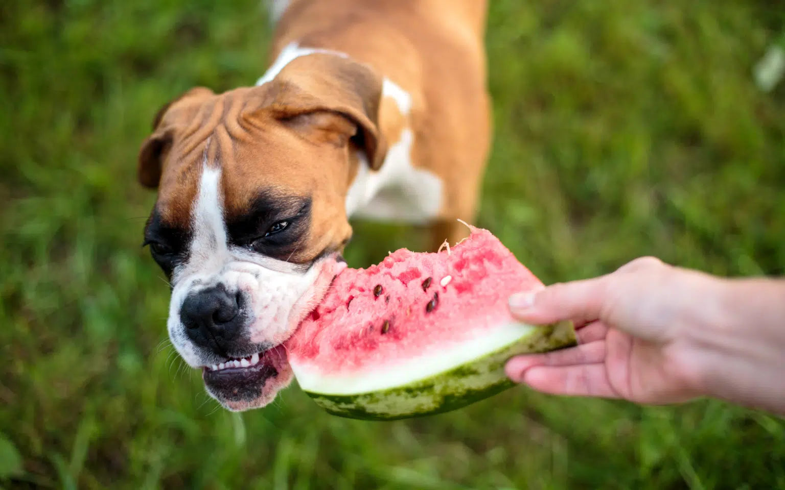 Can Dogs Eat Watermelon?