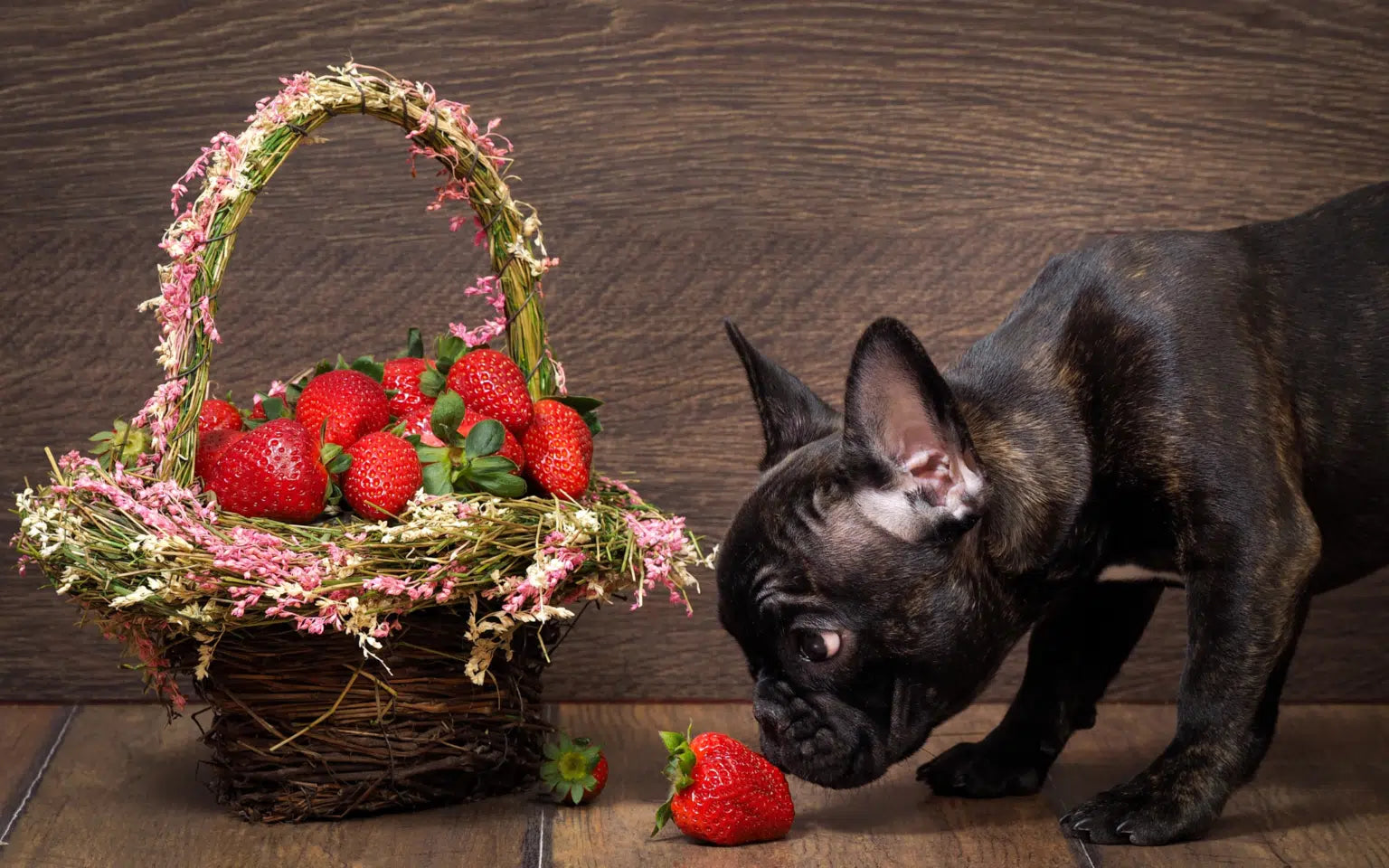 8 Fruits You Can Share With Your Dog