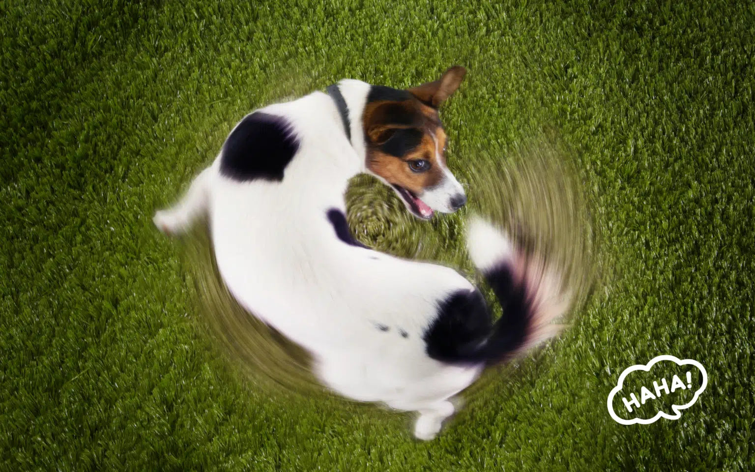 6 Funny Dog Behaviours Explained: Why Does My Dog Do That?