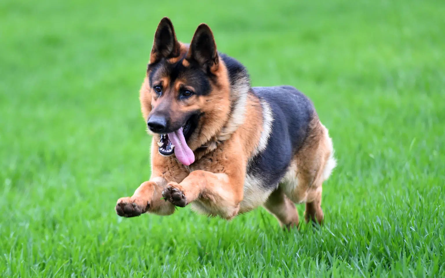17 Dog Breeds That Suit an Active Lifestyle