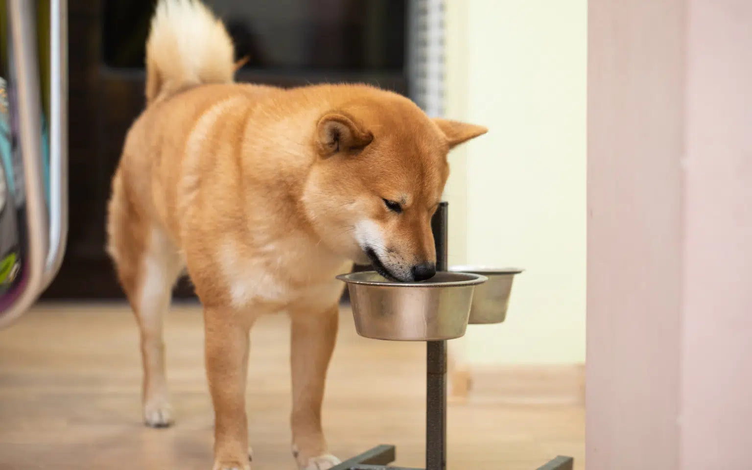 How to Prevent Bloating in Dogs