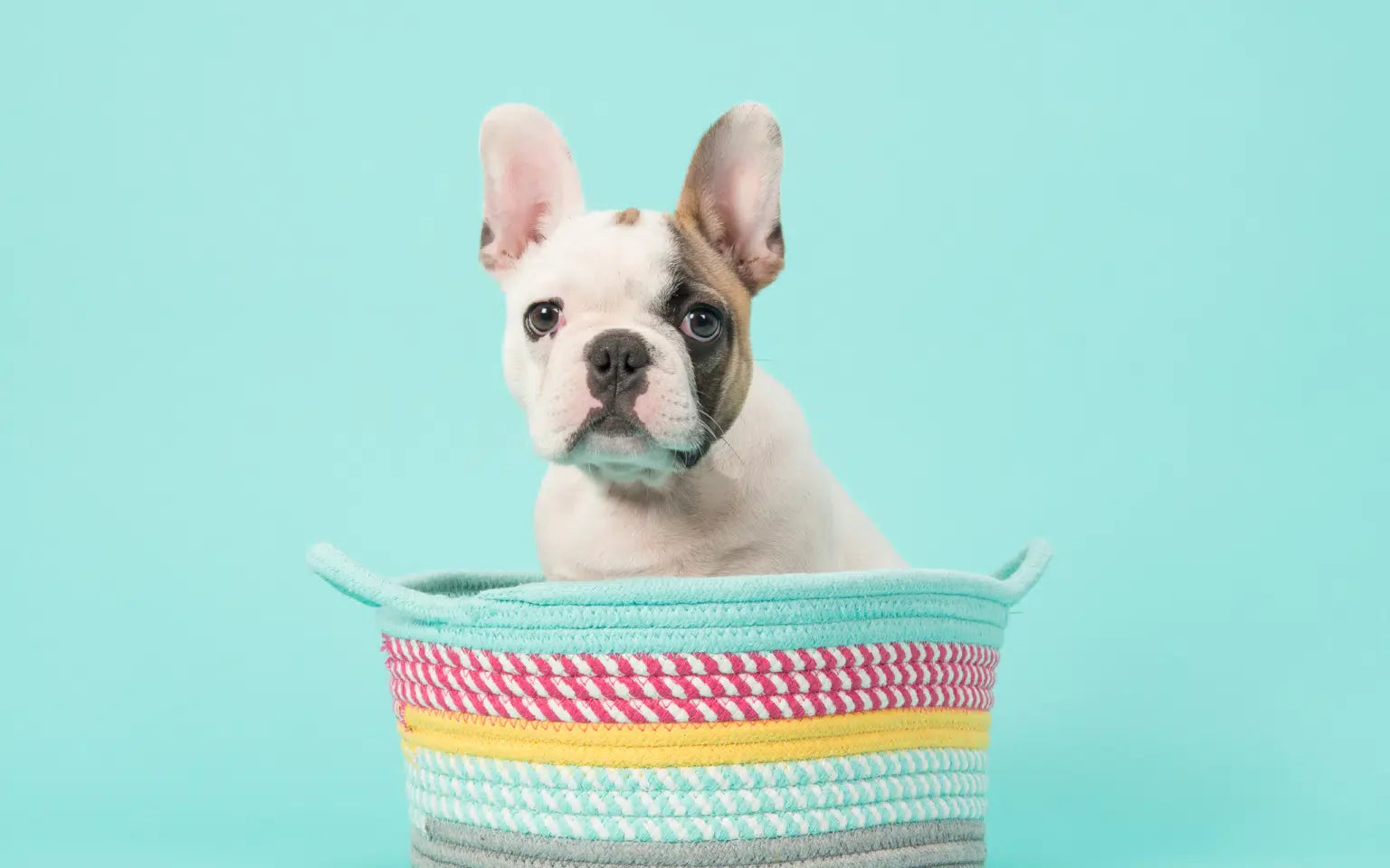 How to Puppy Proof Your House