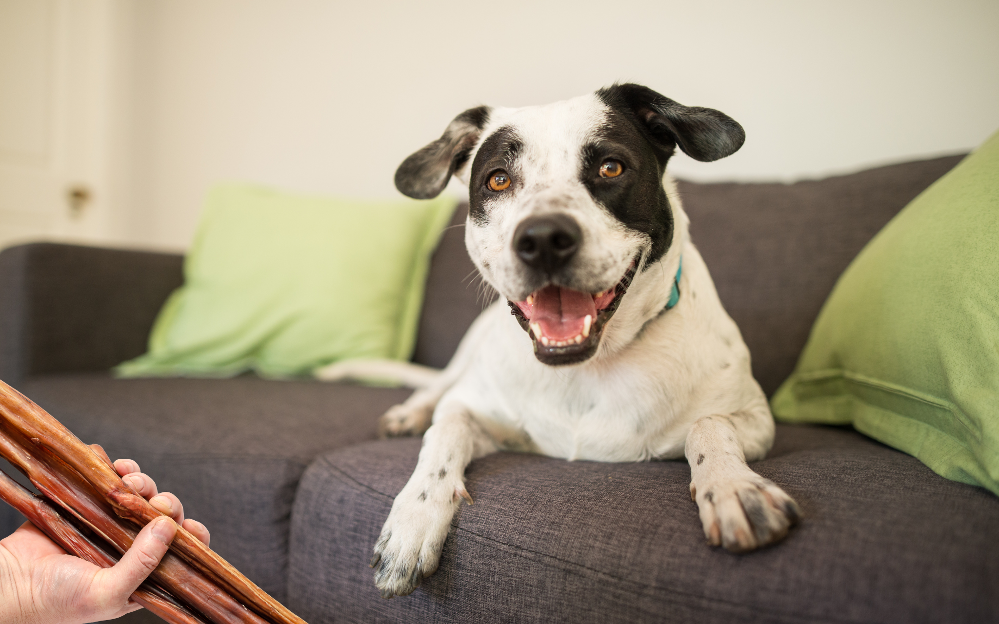 How To Introduce A New Chew Safely