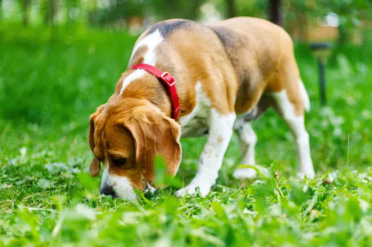 5 Nose Work Activities For Dogs Who Love A Challenge