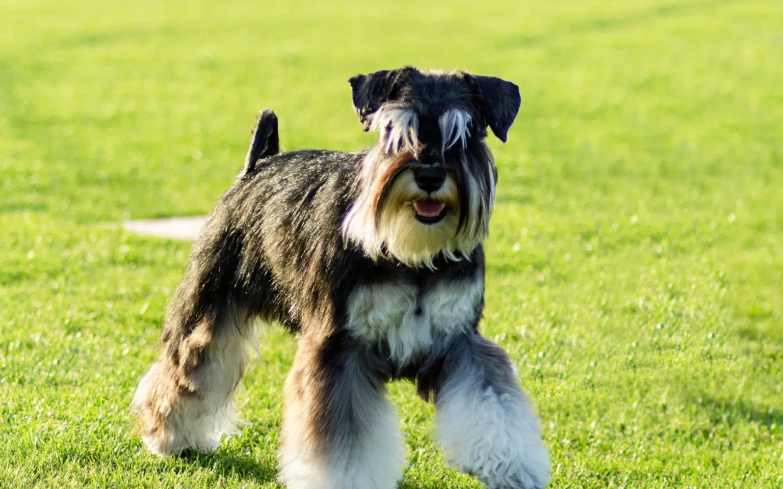 Pancreatitis in Dogs