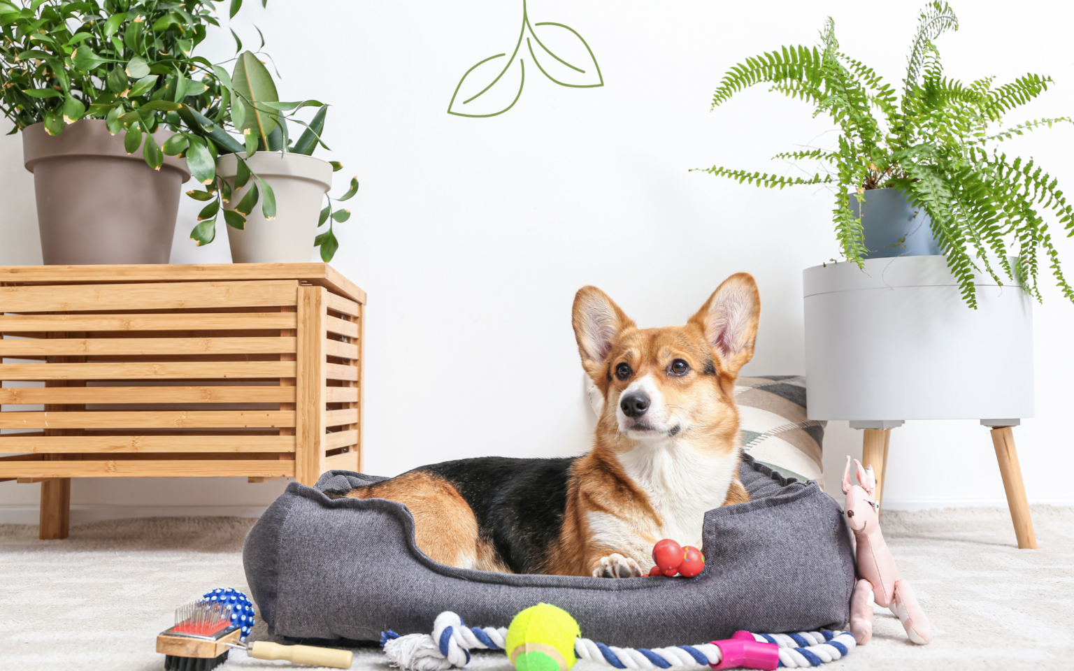 6 Non-Toxic Houseplants for Homes with Dogs