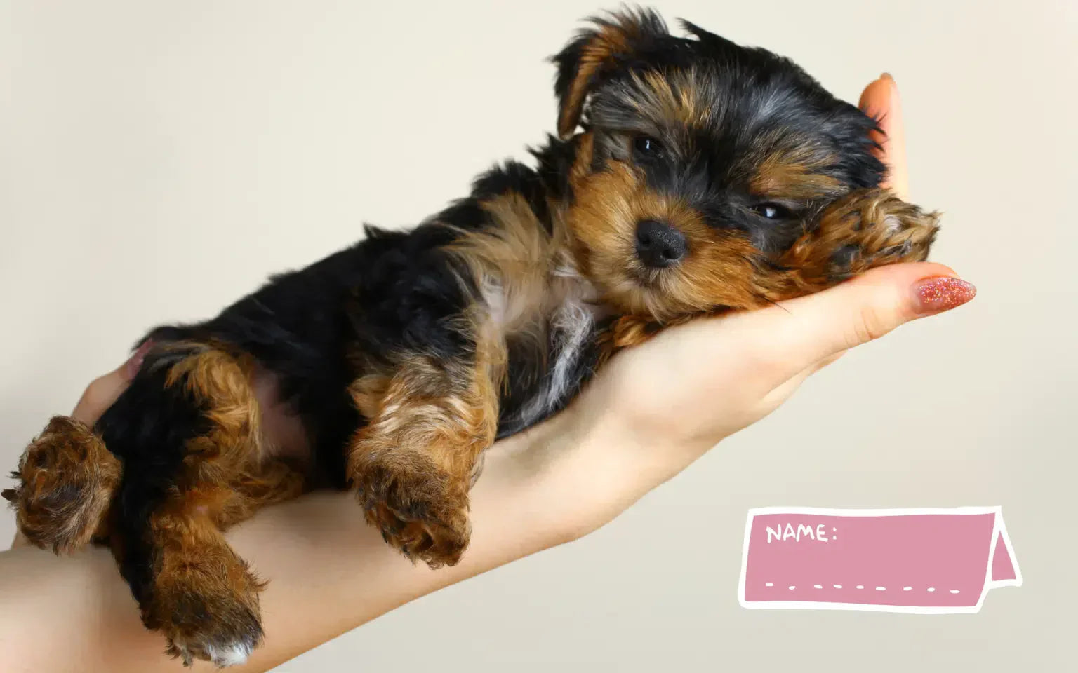 How to Choose the Right Name for Your Pup