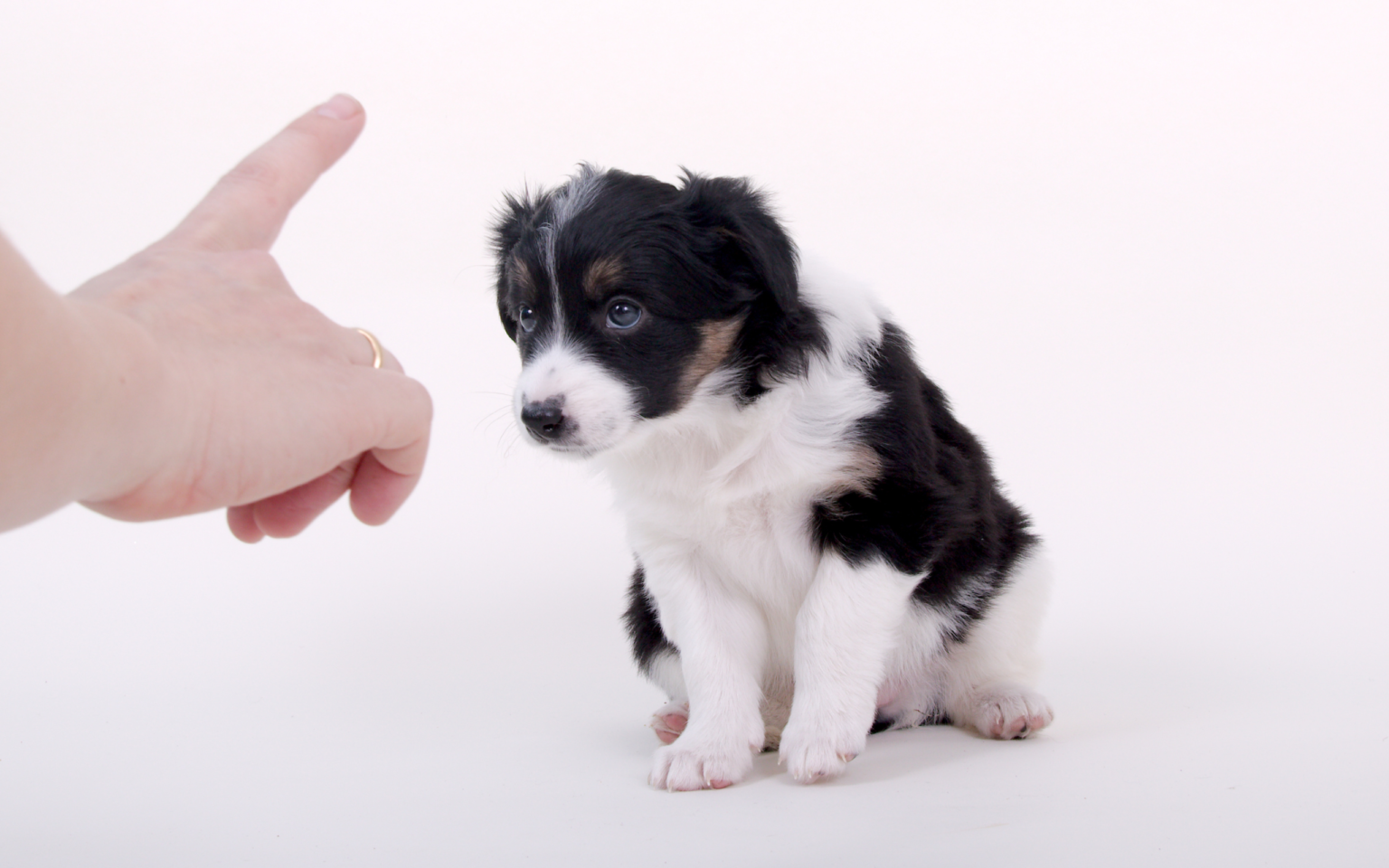 Puppy Training Tips