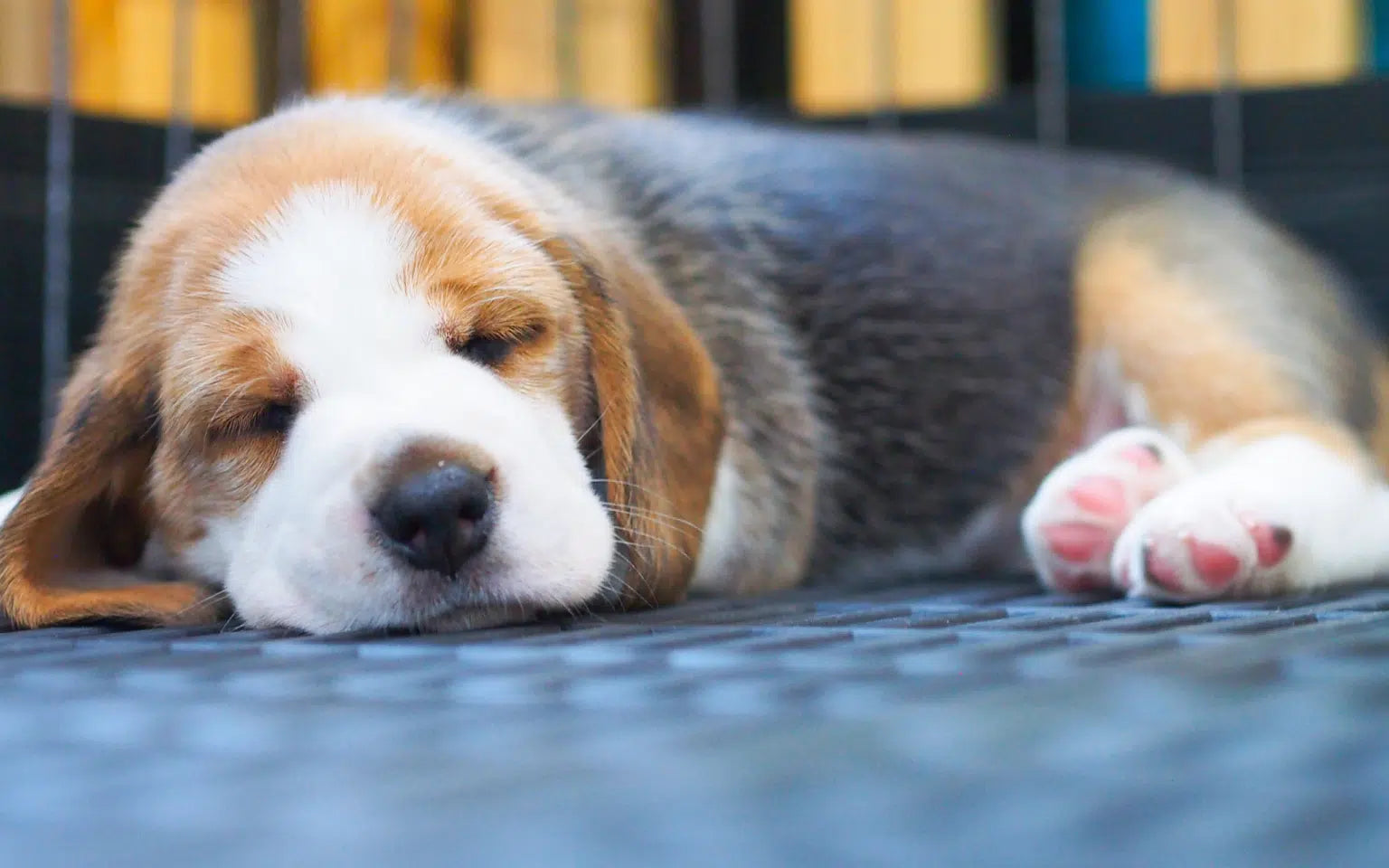 Your Puppy's First Night at Home