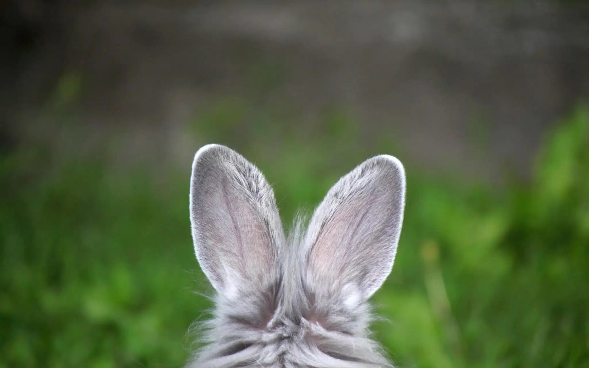 Rabbit Ears for Dogs