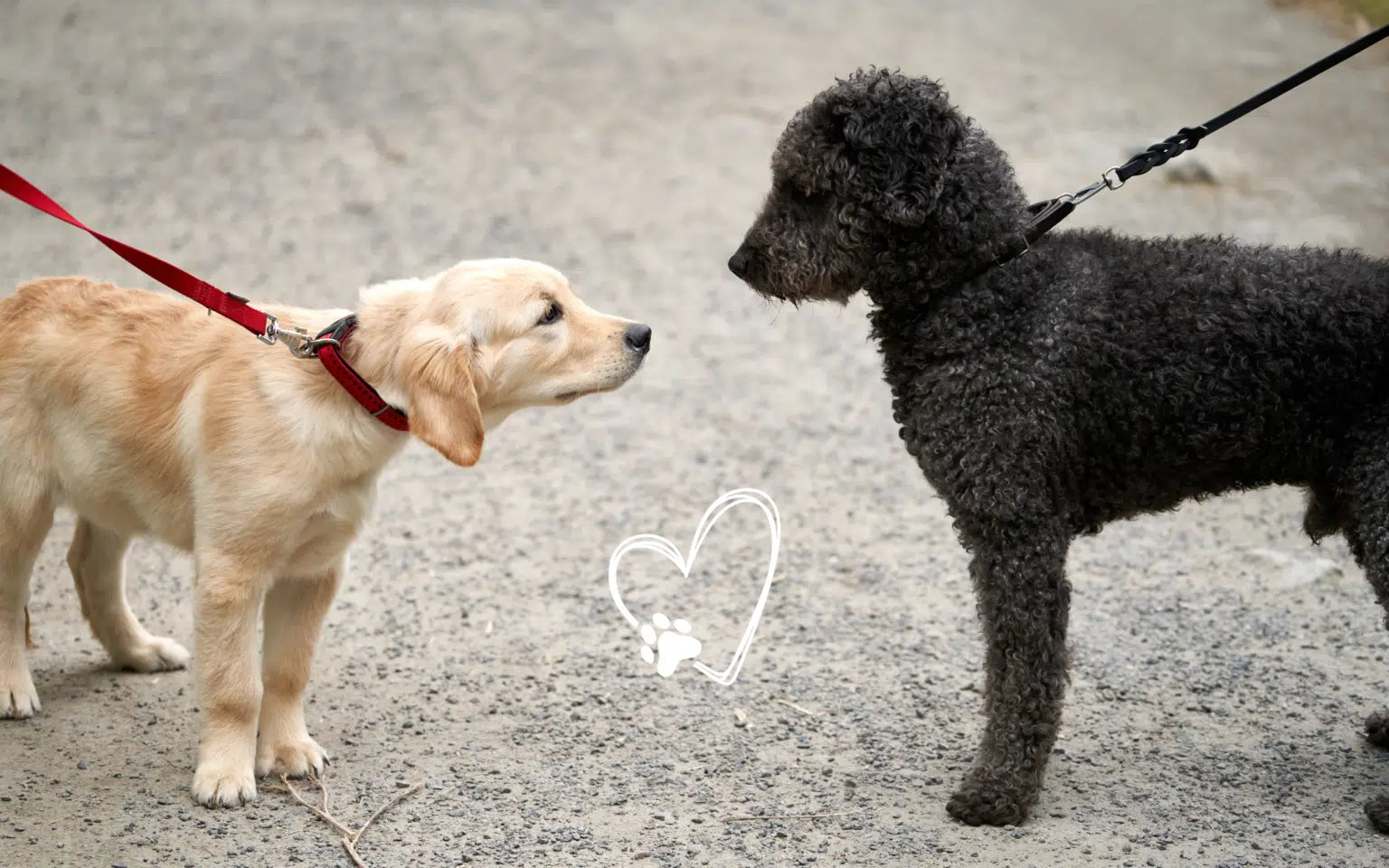 How to Socialise Your Dog: Making New Friends Safely