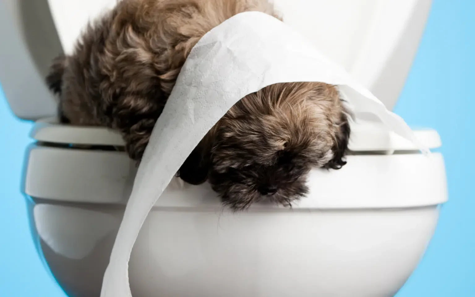 How to Toilet Train a Puppy