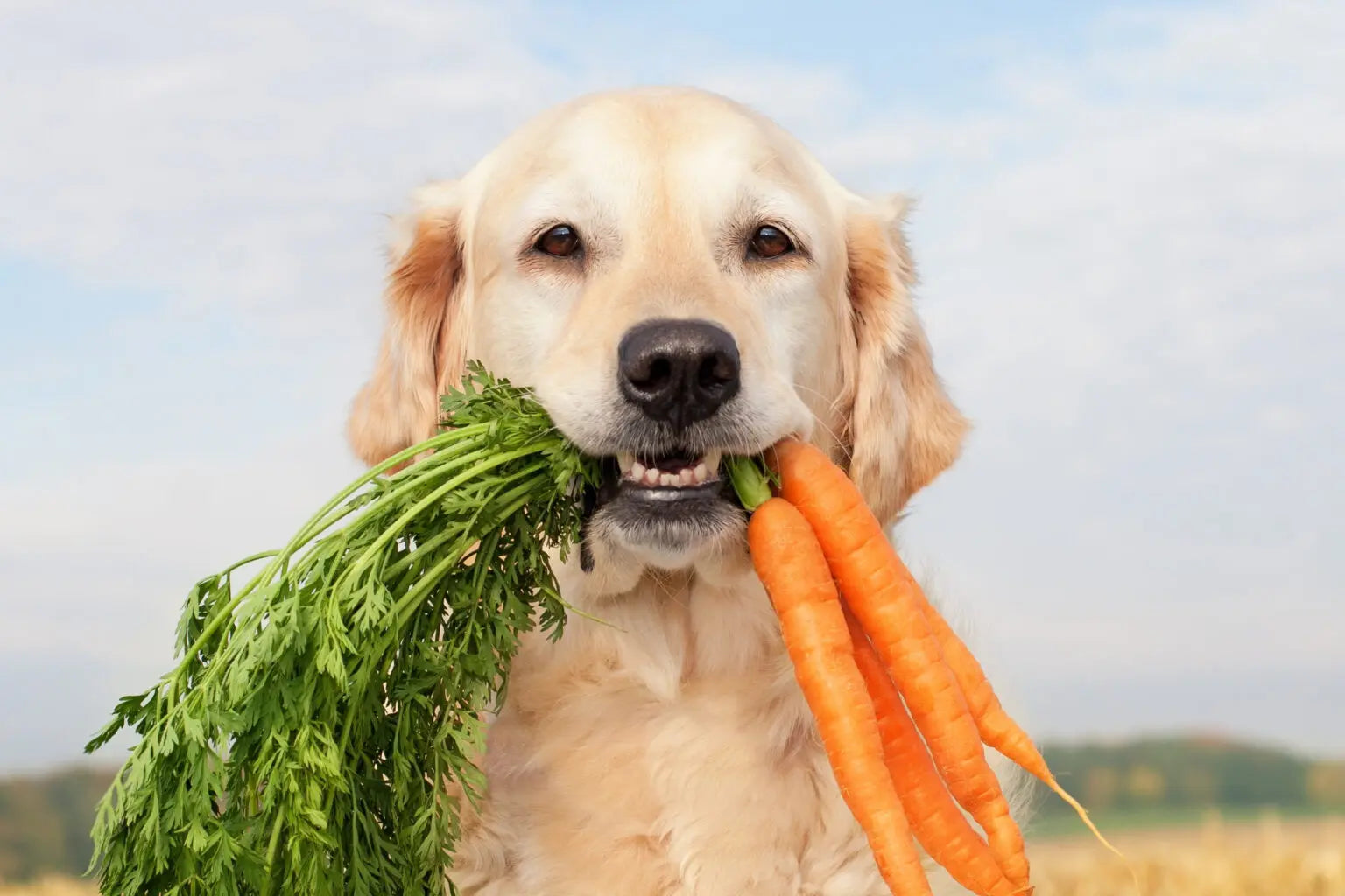 Vegetables for Dogs