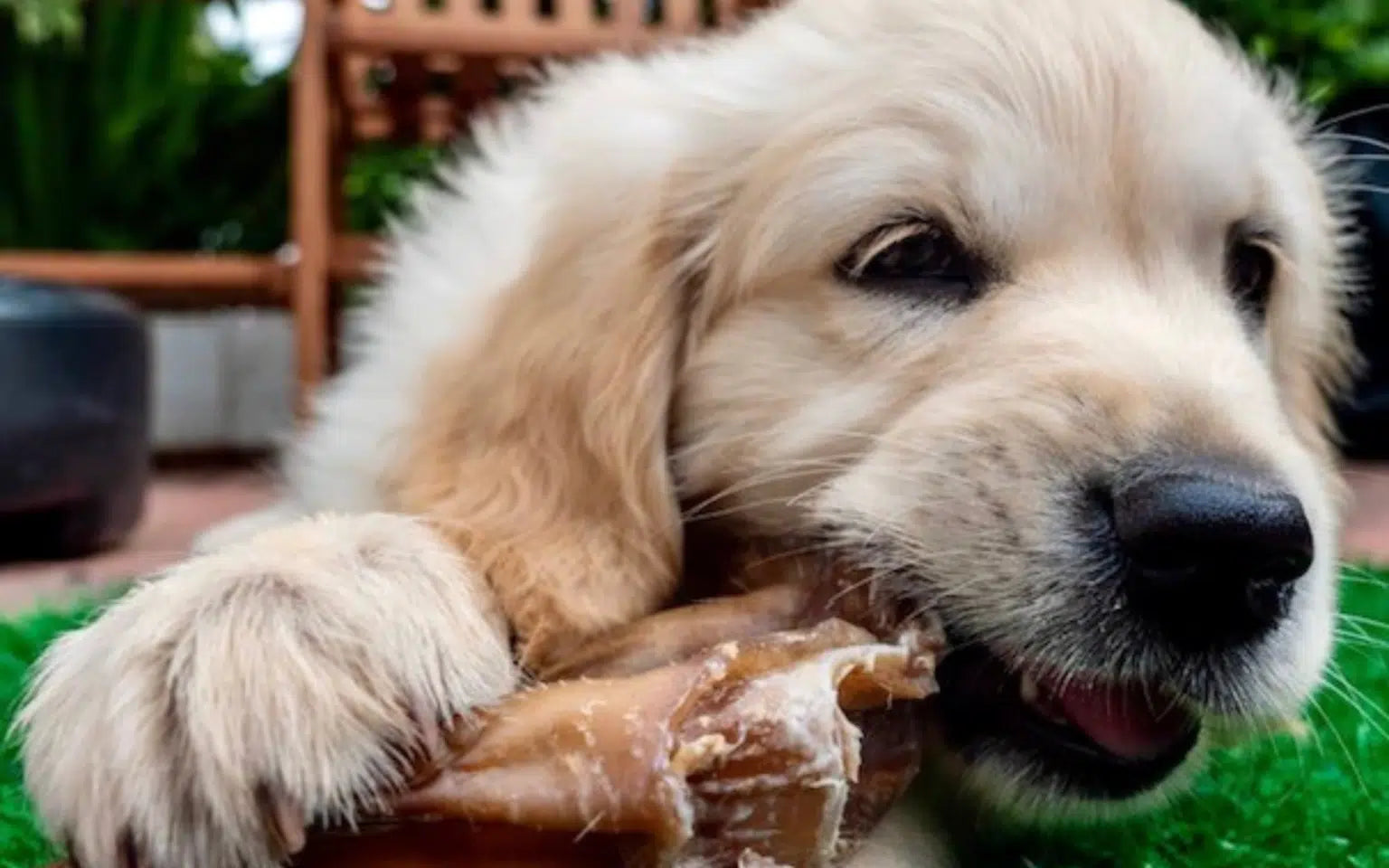 Exploring Why Dogs Love to Chew