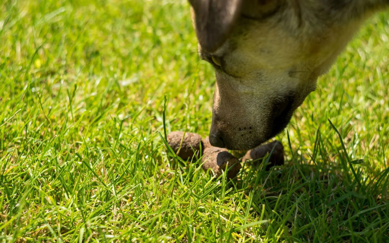 Why Do Dogs Eat Poop?