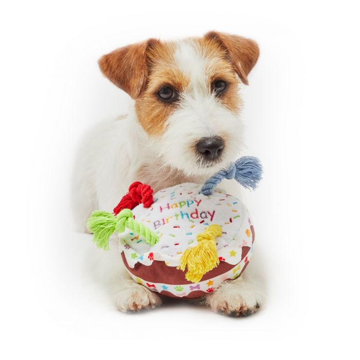 Birthday cake dog toy