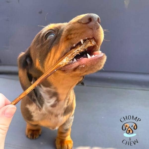 Puppy Chomper Box® - Variety Dog Treats