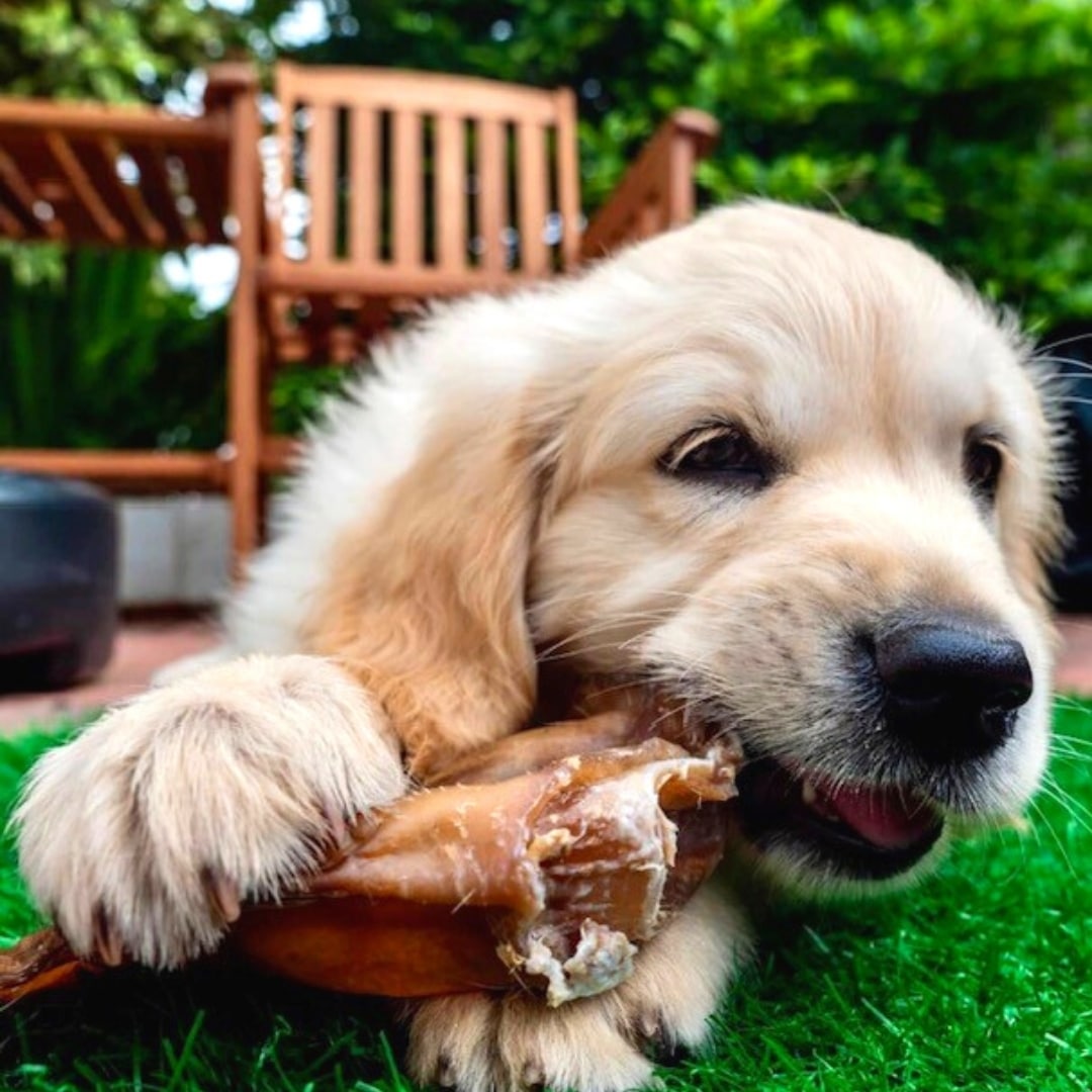 Puppy Chomper Box® - Variety Dog Treats