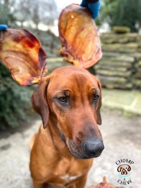 Pig Ears