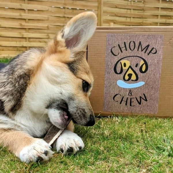 Chubby Chomper Box® - Variety Dog Treats