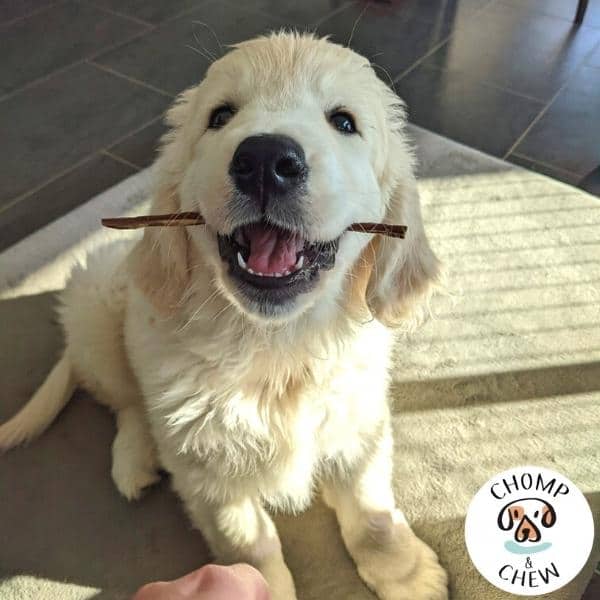 Puppy Chomper Box® - Variety Dog Treats