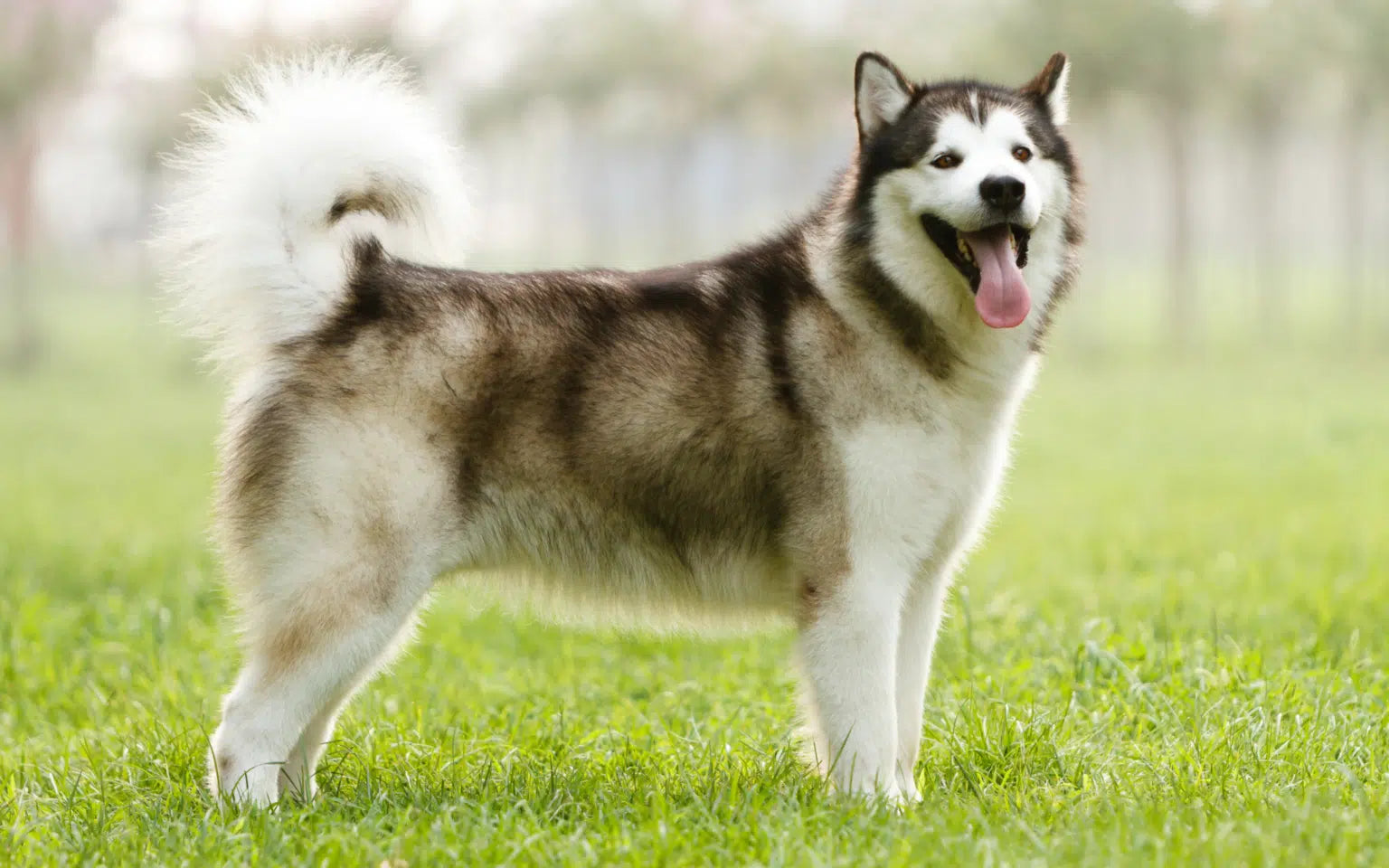 Dog Breeds That Suit An Active Lifestyle (Part 2)