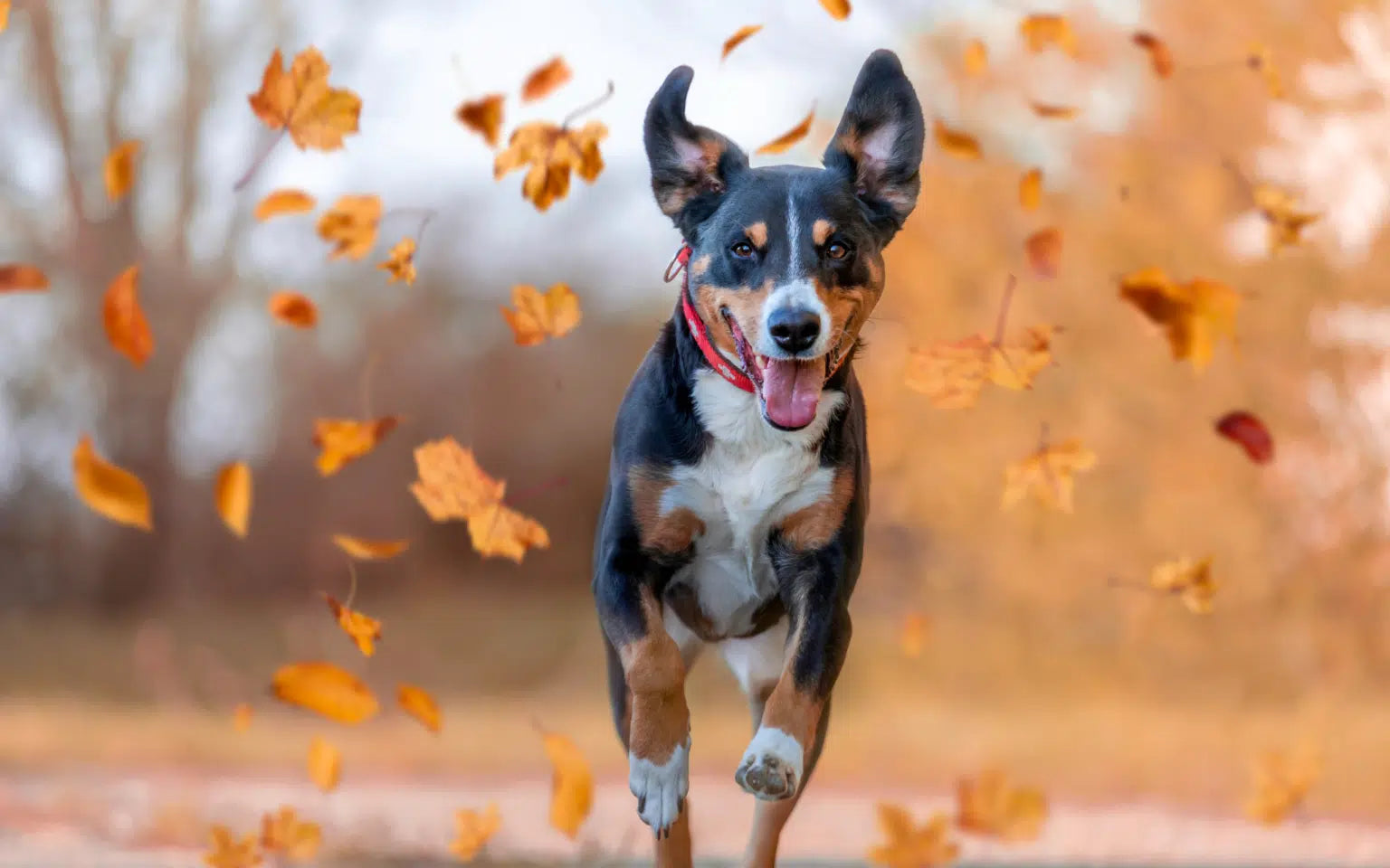 12 Autumn Hazards for Dogs