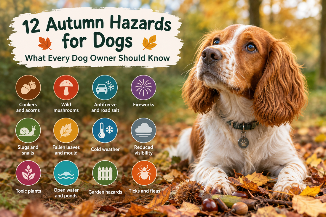 12 Autumn Hazards for Dogs: What Every Dog Owner Should Know 2026