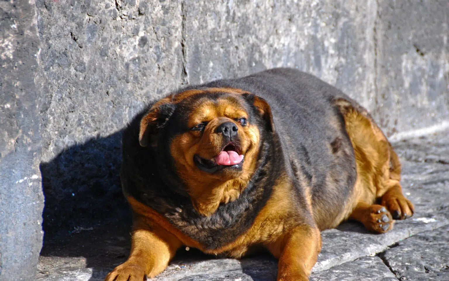 Diabetes in Dogs