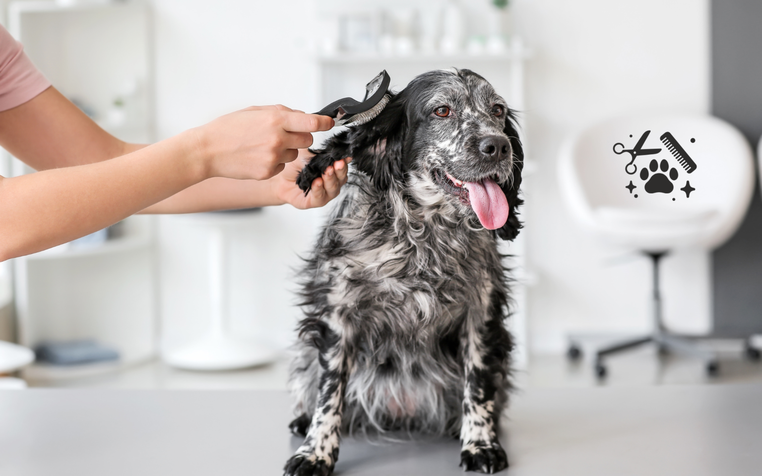 Grooming Your Dog at Home: The Essentials