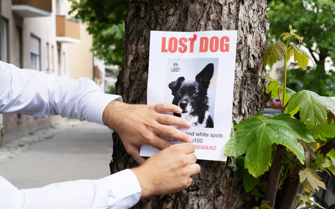 Lost Dog: What to Do if Your Dog Goes Missing