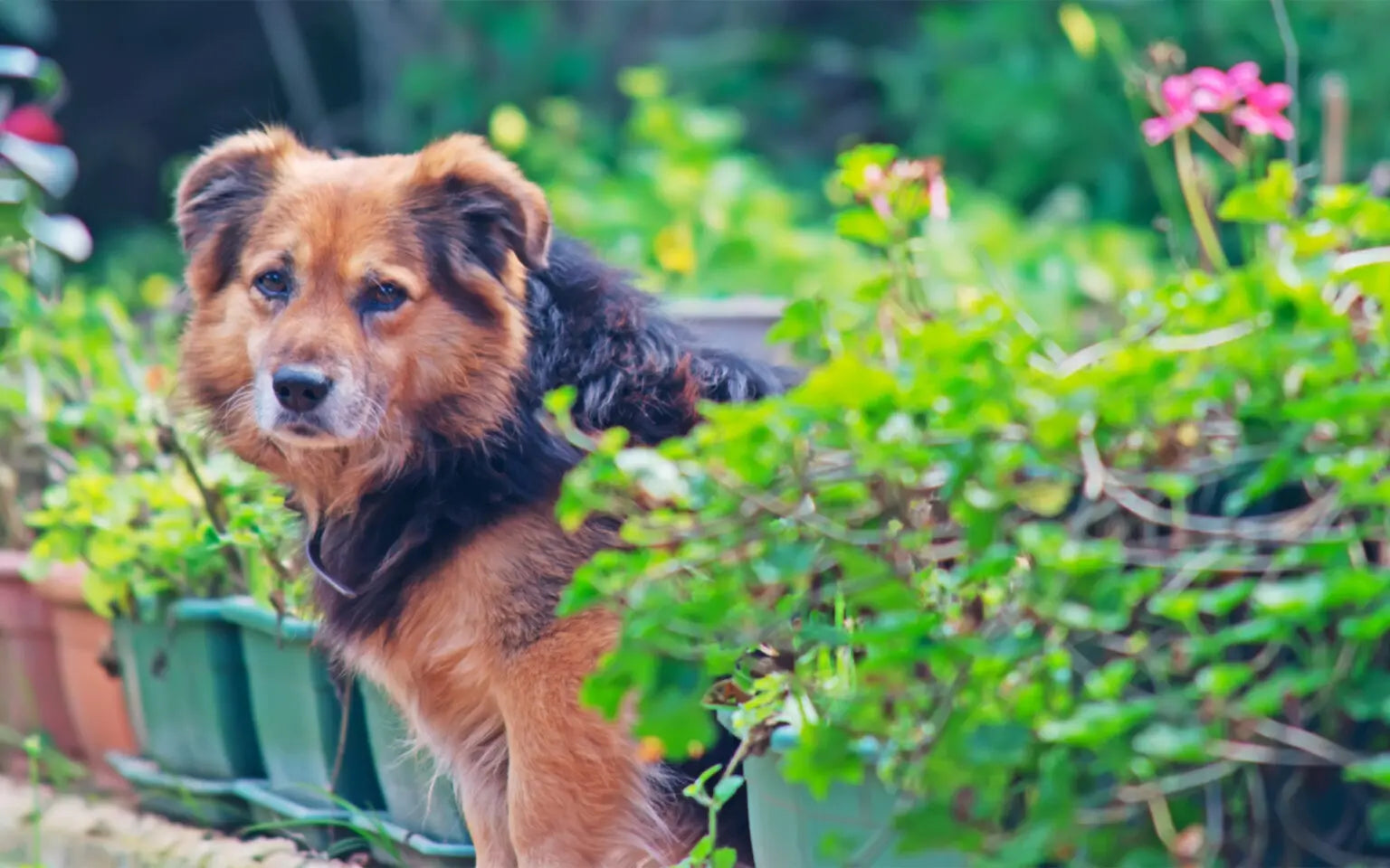 Garden Plants Poisonous to Dogs