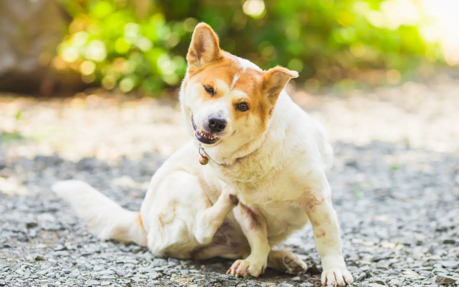 Allergies in Dogs