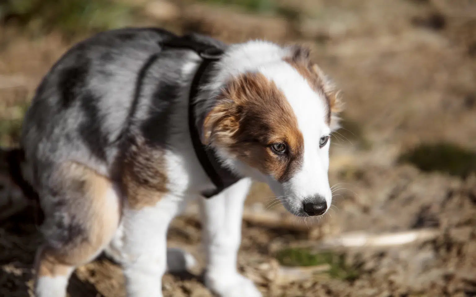 Anal Gland Problems in Dogs