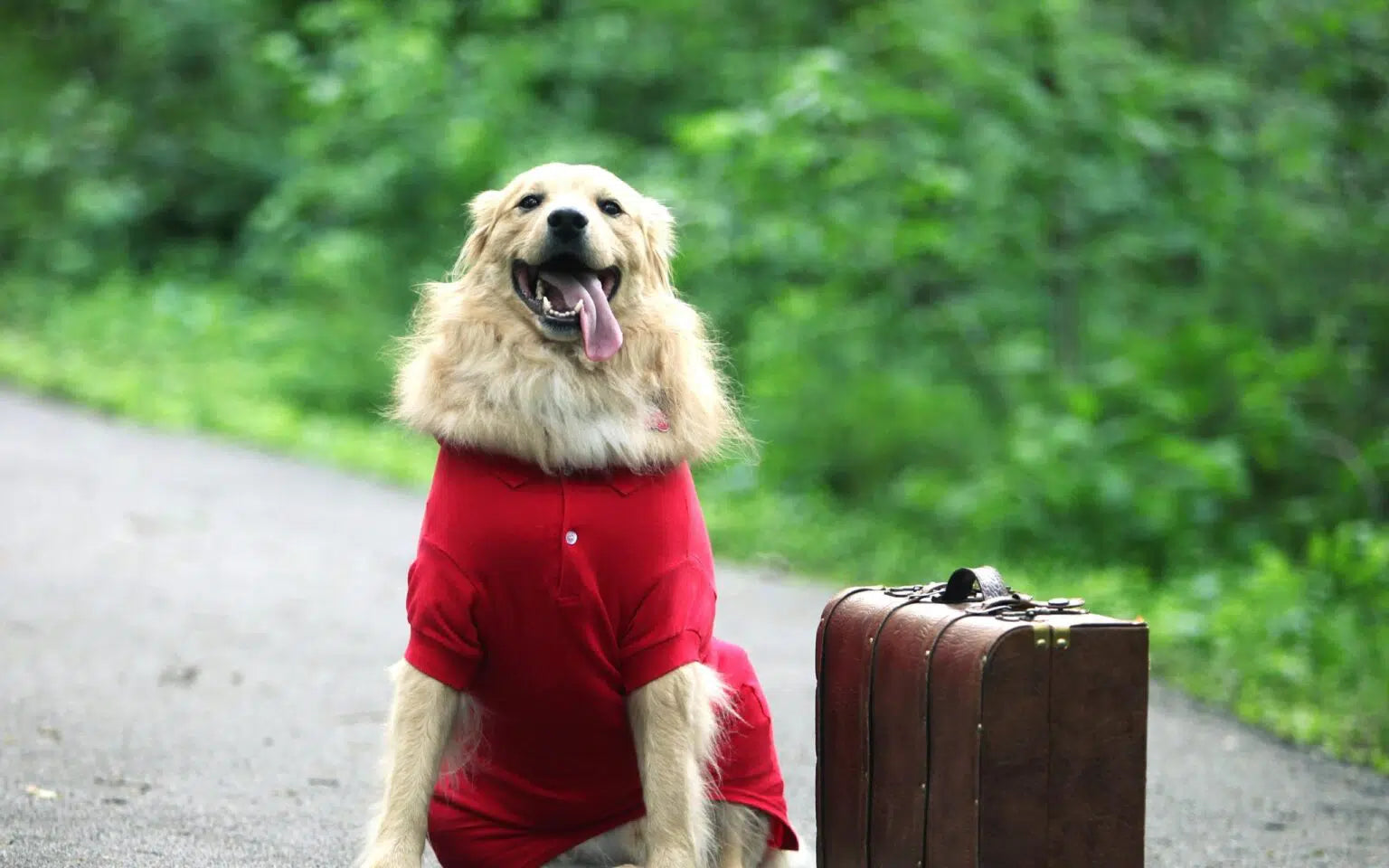 Animal Health Certificate: The New Way to Travel to Europe with Your Dog