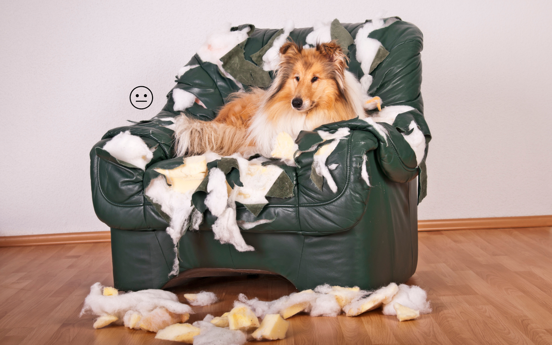 3 Signs Your Dog Is Bored + Easy Ways to Fix It