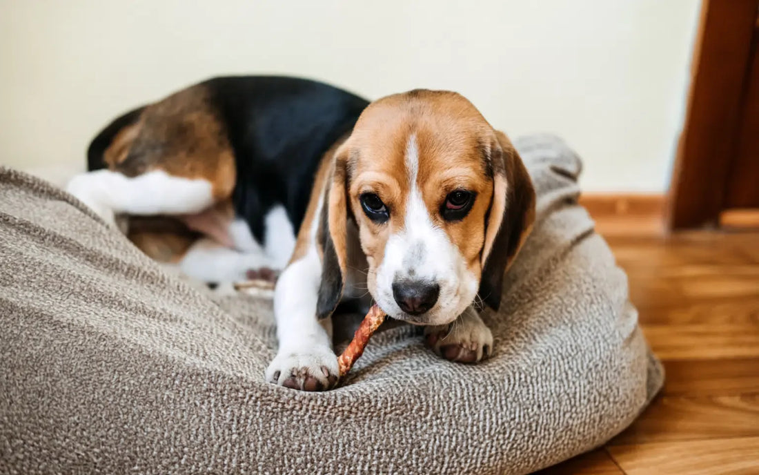 Bully Sticks for Dogs