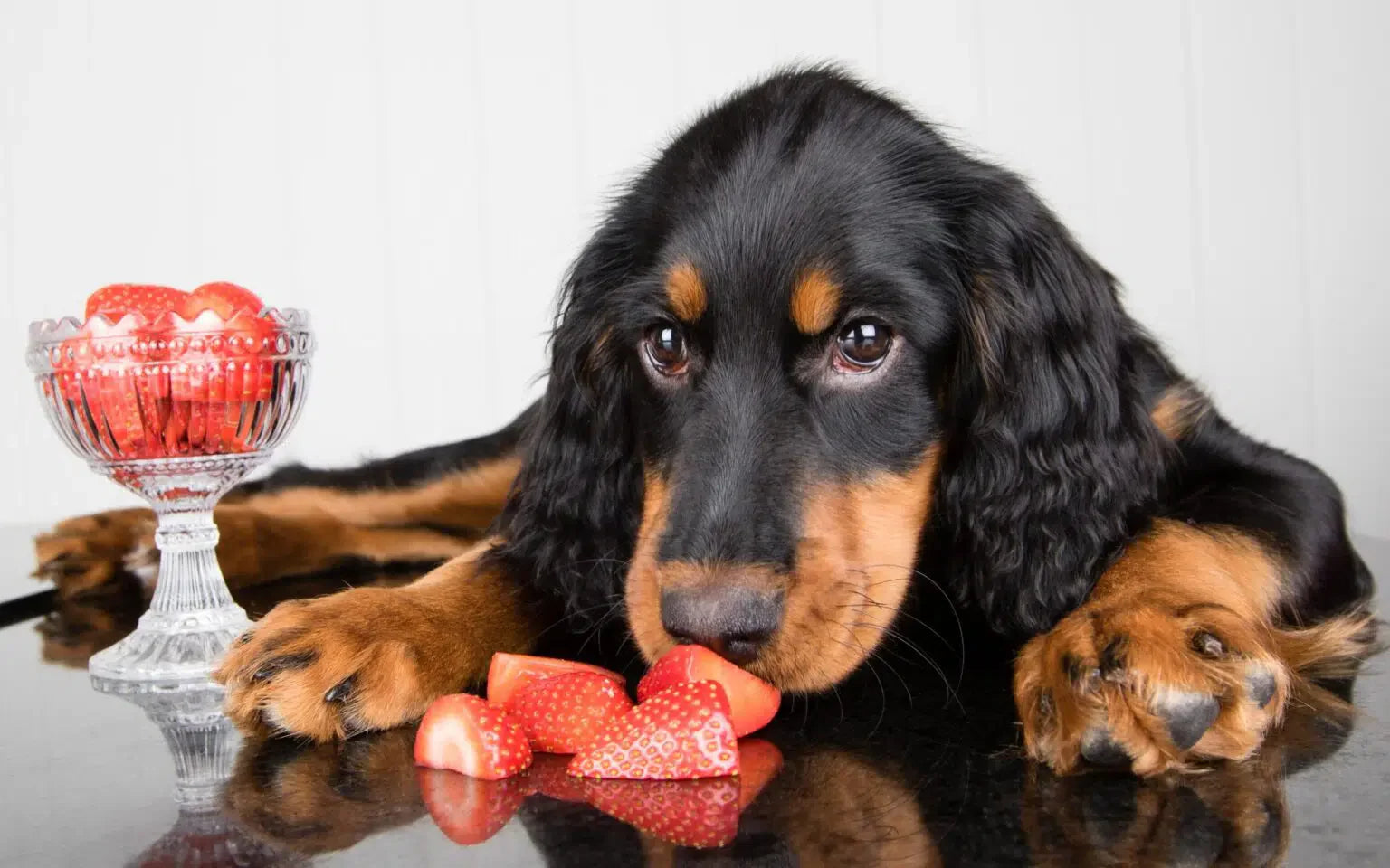 Can Dogs Eat Strawberries?