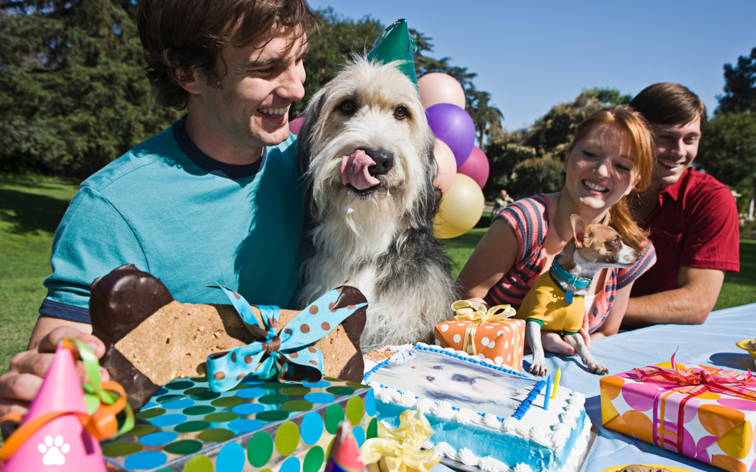 How to Throw the Ultimate Dog Birthday Party 