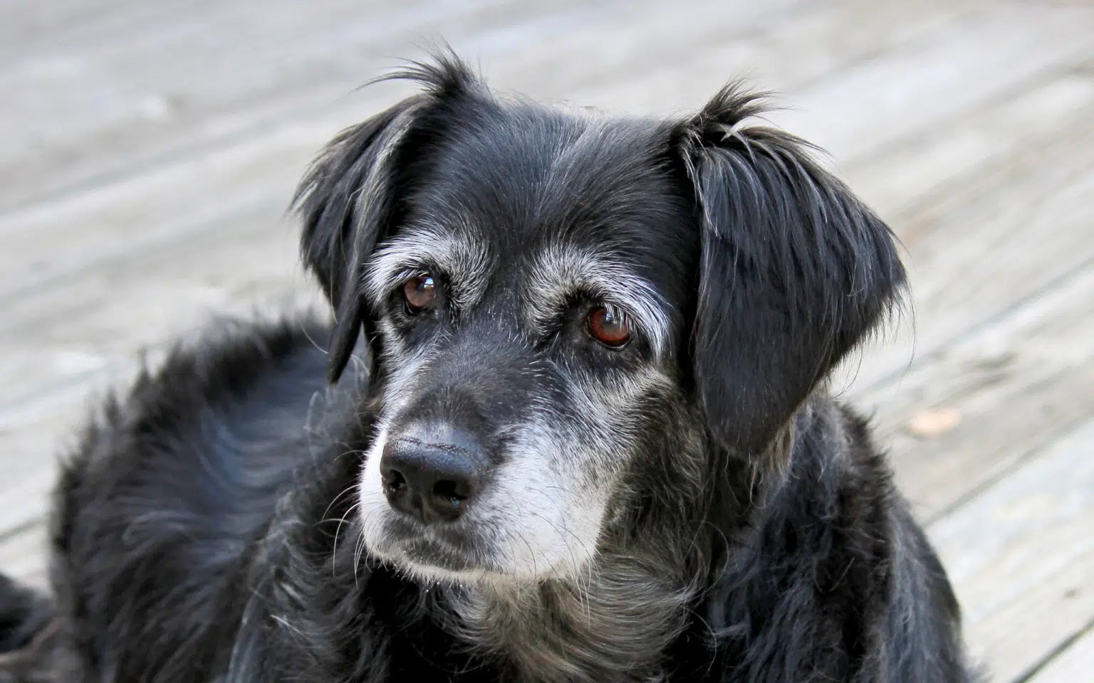 Treating Dog Arthritis and Joint Problems Naturally