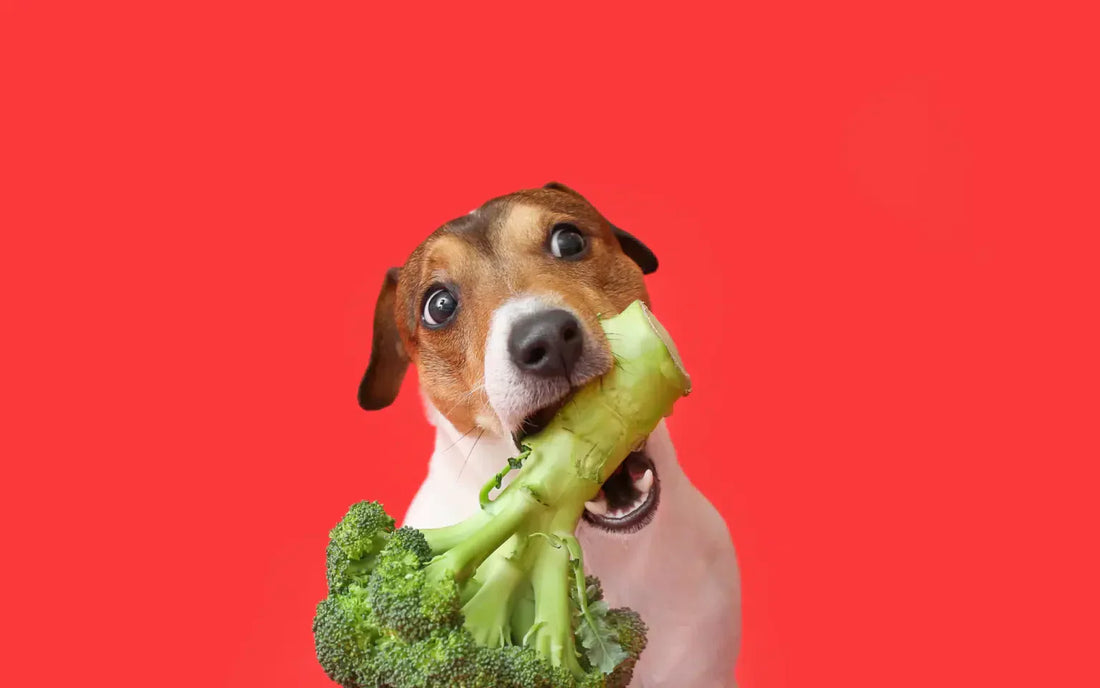 Dogs' Nutritional Requirements