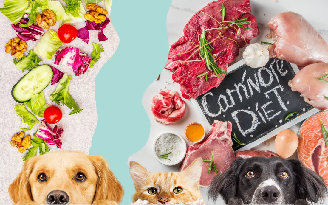 Are Dogs Omnivores?