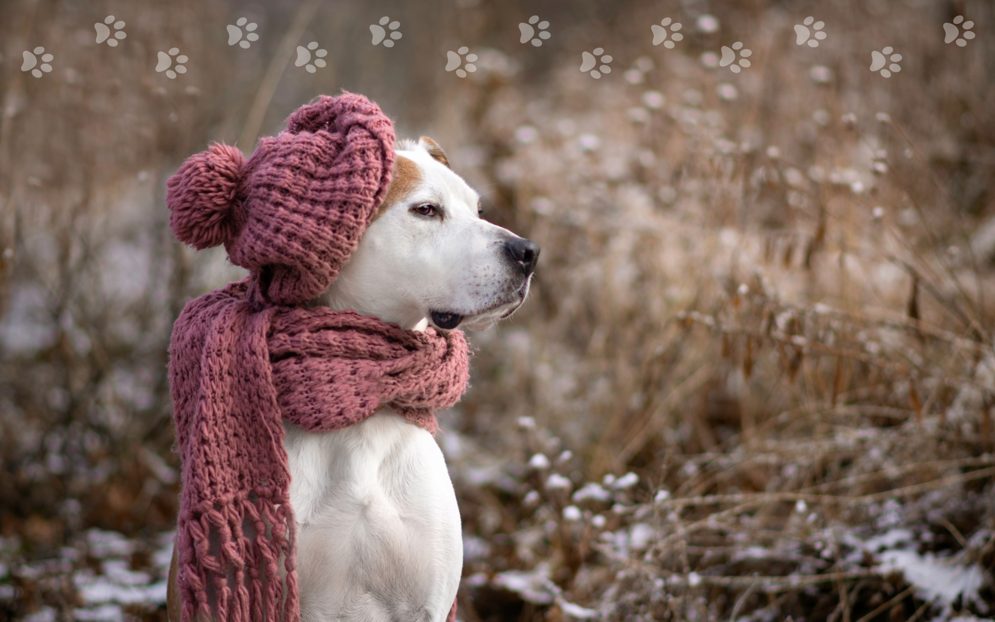 January Blues? How Routine Helps Dogs Thrive in Winter