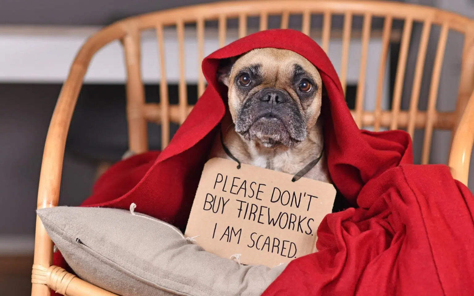 Dogs and Fireworks